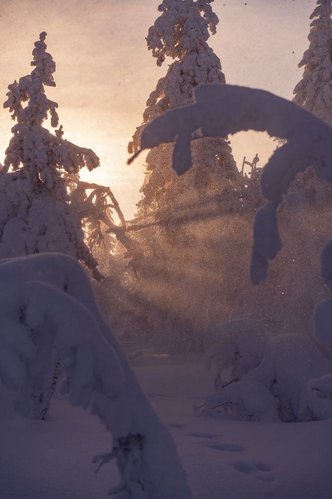 Фотография автора Светлана Зимина