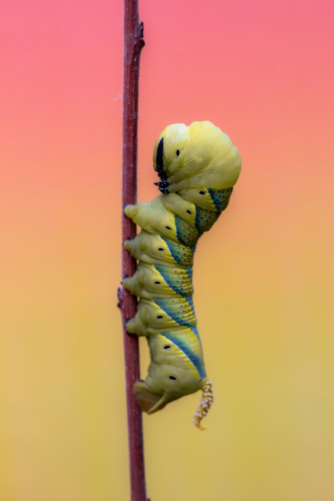 Photograph by Aída Torres