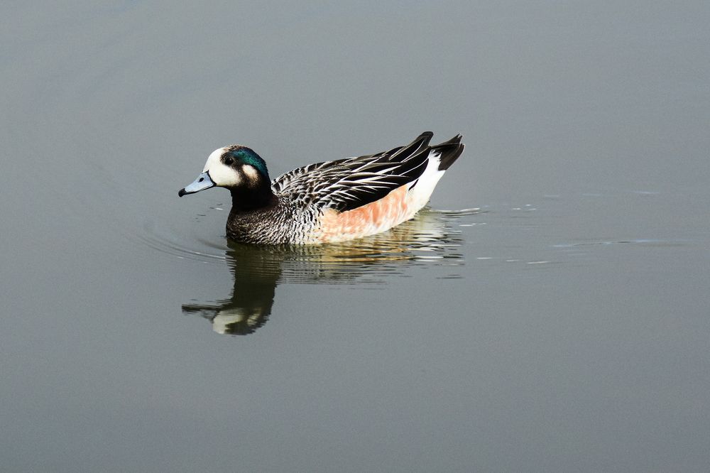 Pato Real