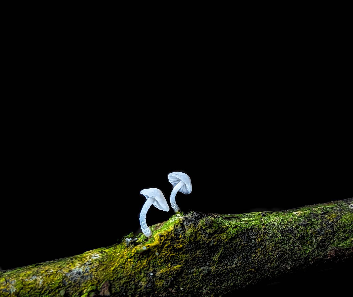 Mashroom couple