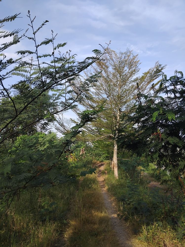 Photograph by adal adams adal