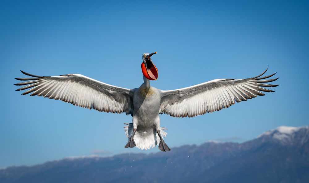 Photograph by Olena Pfister