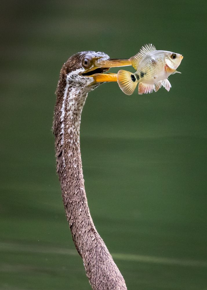 The story of two eyes