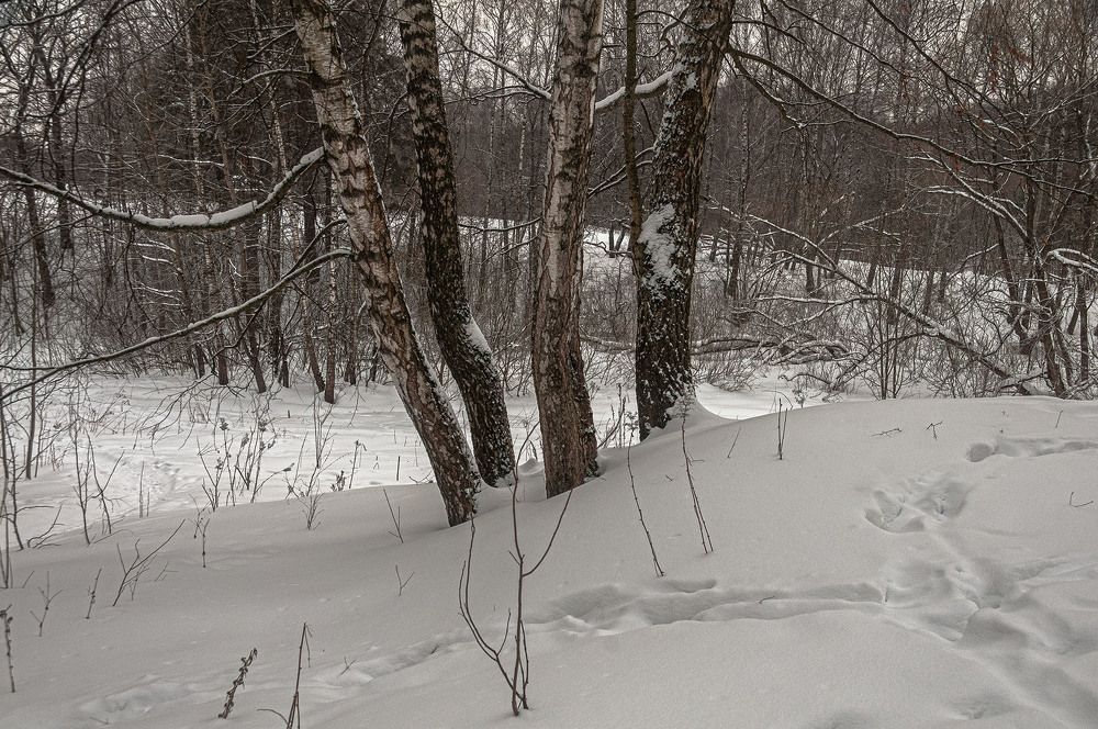 Photograph by Vladimir  Komarov