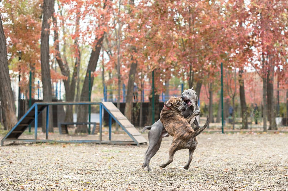 Фотография автора Ирина Сафонова