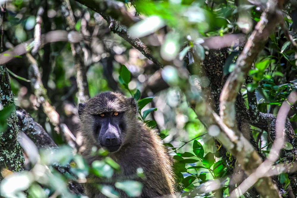 Photograph by Siamak Sabet