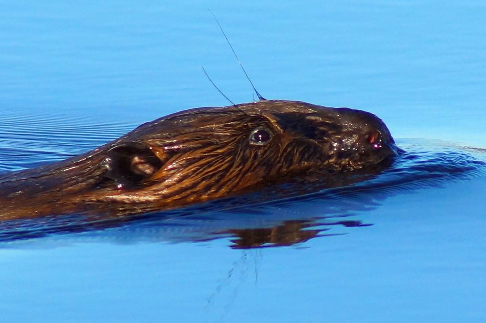 Фотография автора Jevgeni Filimonov