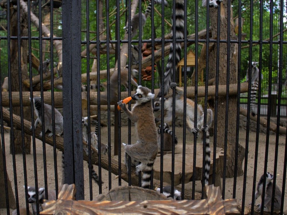 Маленький лемур сбежал из клетки Новосибирского зоопарка