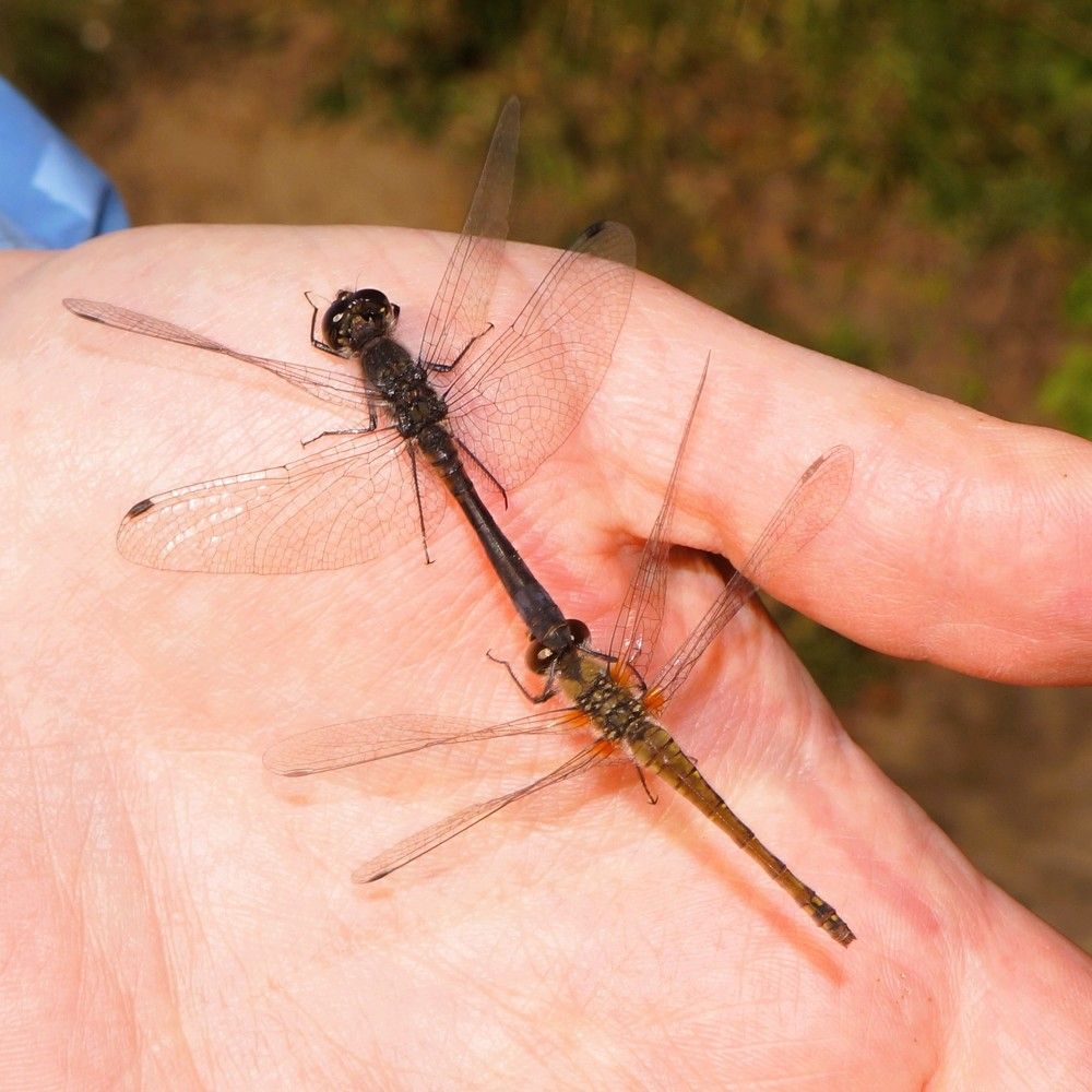 Кратковременная непредсказуемая посадка на руку тандема из стрекоз