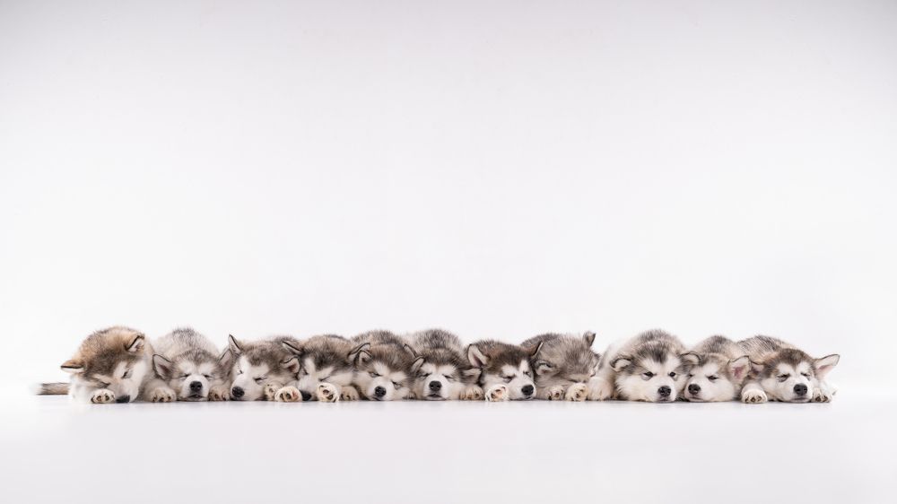 Photograph by Krisztián Csalami