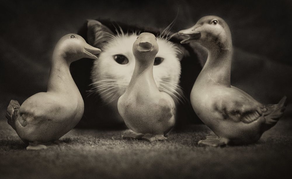 Photograph by  Art Work