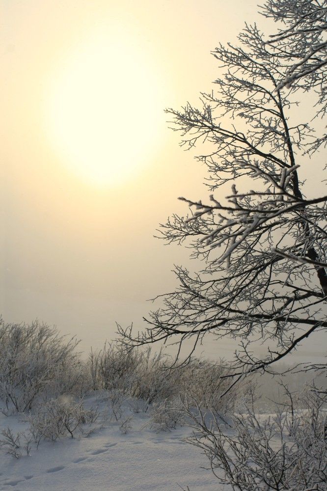 Фотография автора Татьяна Шебаршенко