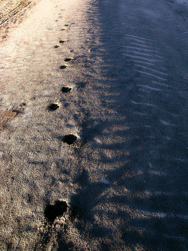 Photograph by Алексей Коношонкин