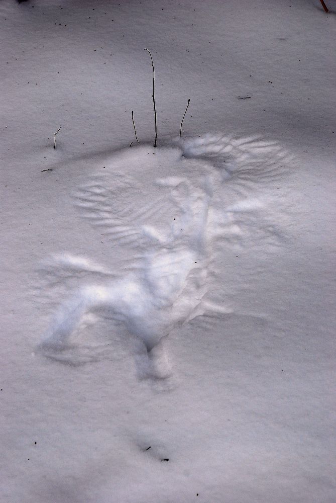 Photograph by Юрий Яковлев