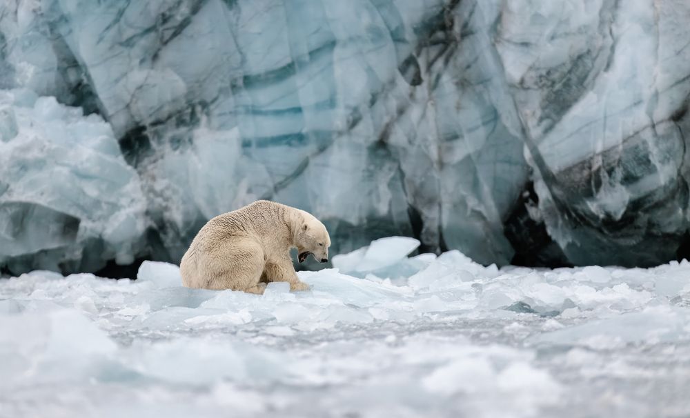 Diversity & Preservation of the wild