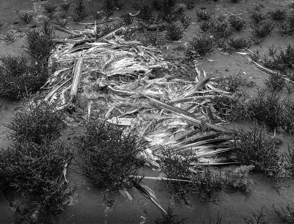 Photograph by Анна Стрелковская