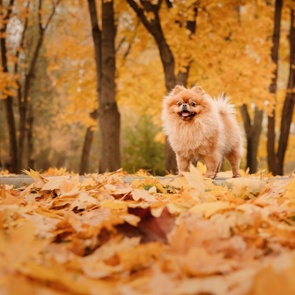 Фотография автора Анастасия Мазурева