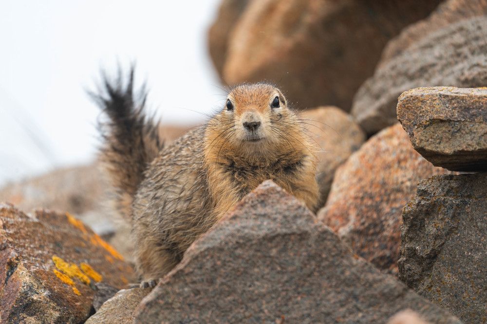 Чукотская евражка