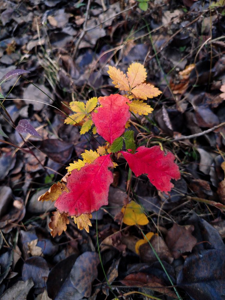 Photograph by Юлия Волгина