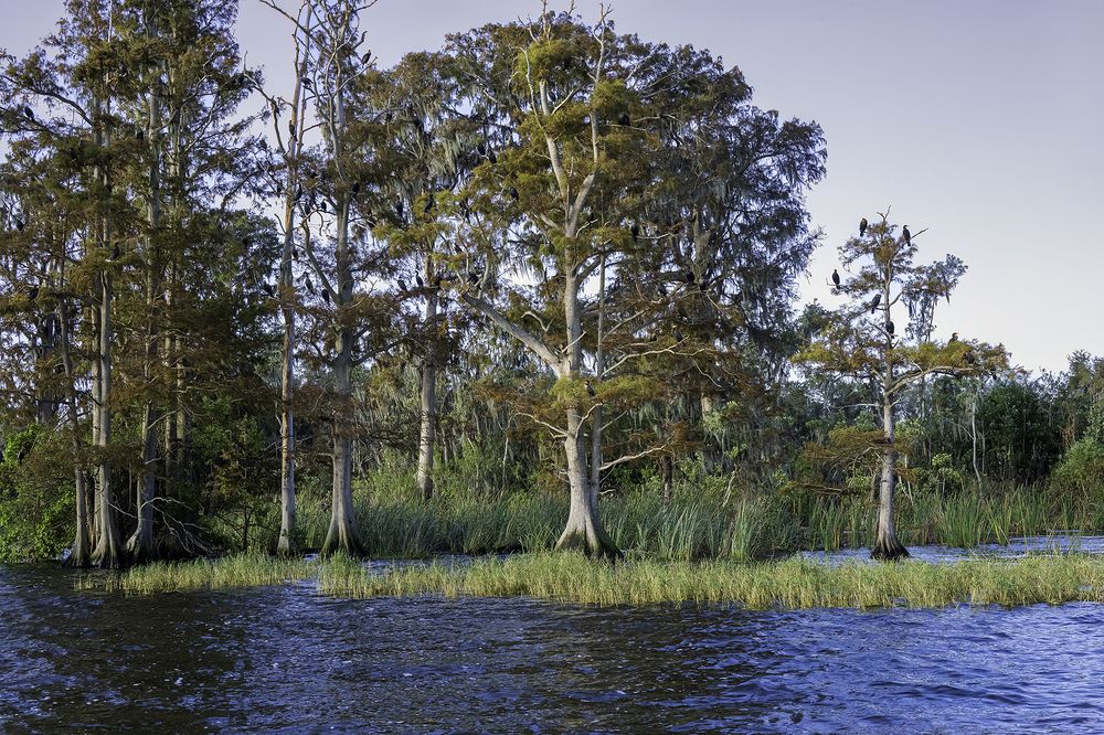 Фотография автора Ray Asiala