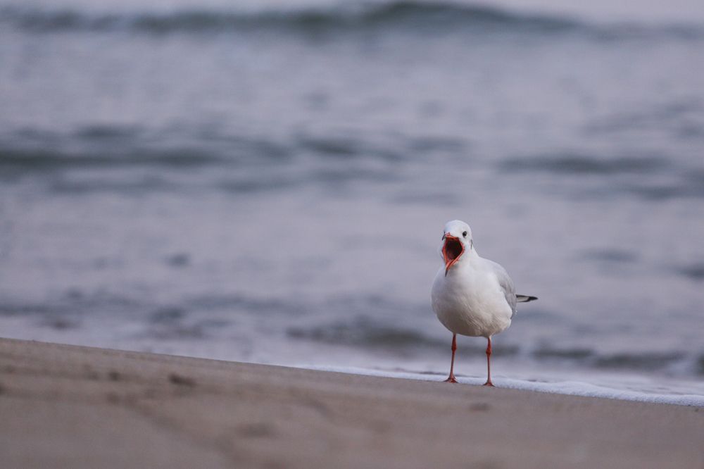 Фотография автора Татьяна Перминова