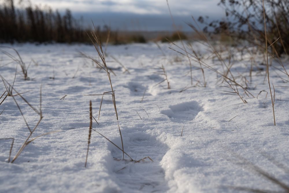 Photograph by Ковригина Евгения