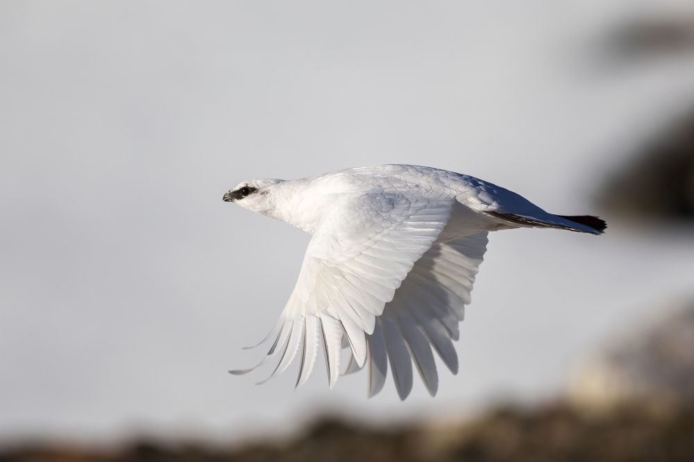 Photograph by Marco Rondi