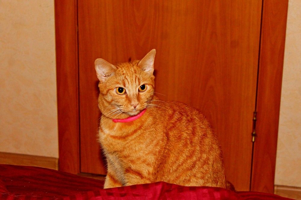 Photograph by Дмитрий Симагин