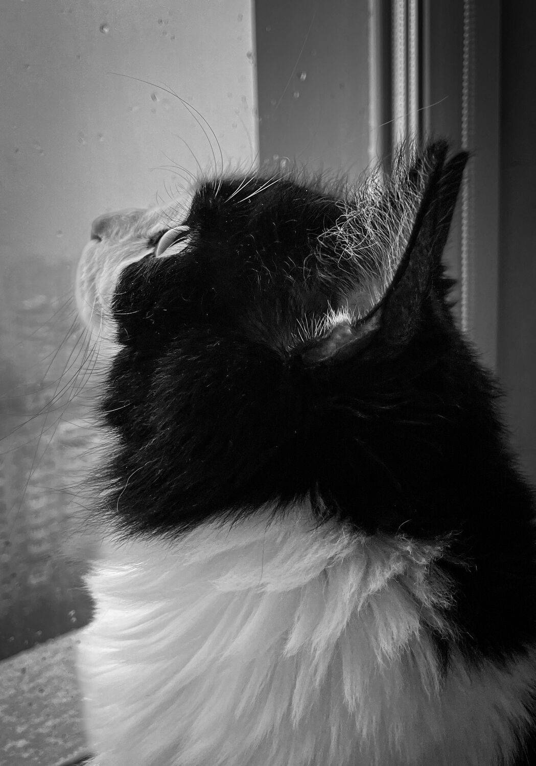 Photo #11286473