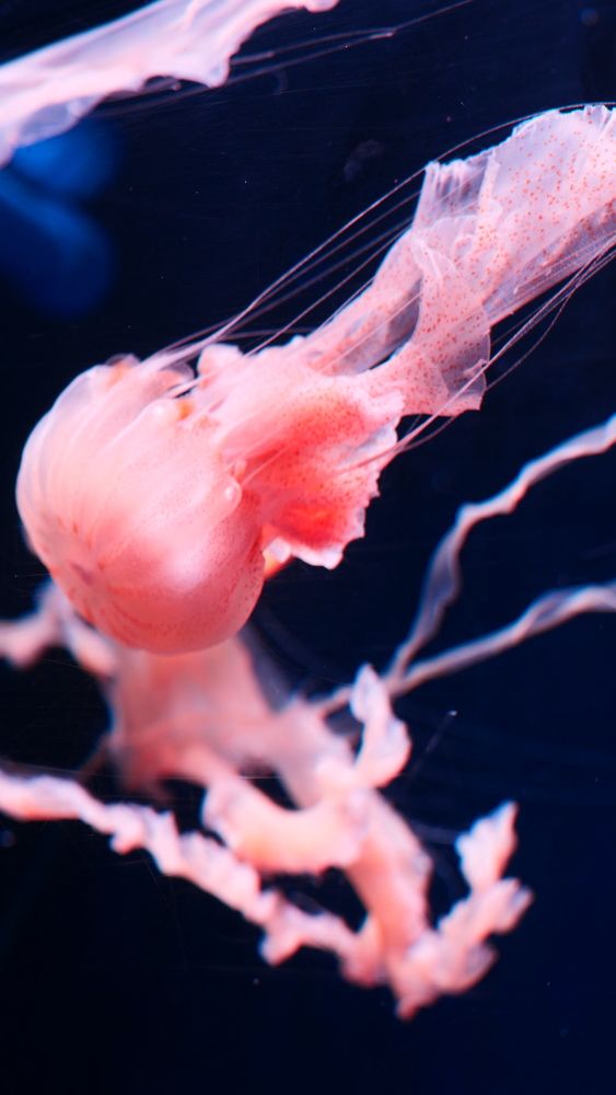 The Beauty of Jellyfish