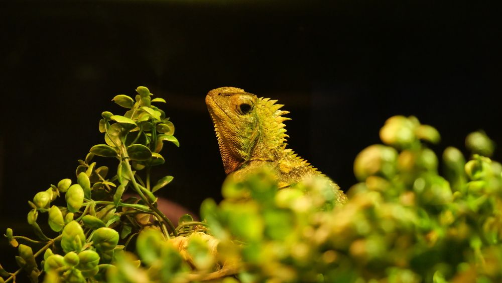 Photo #11286539