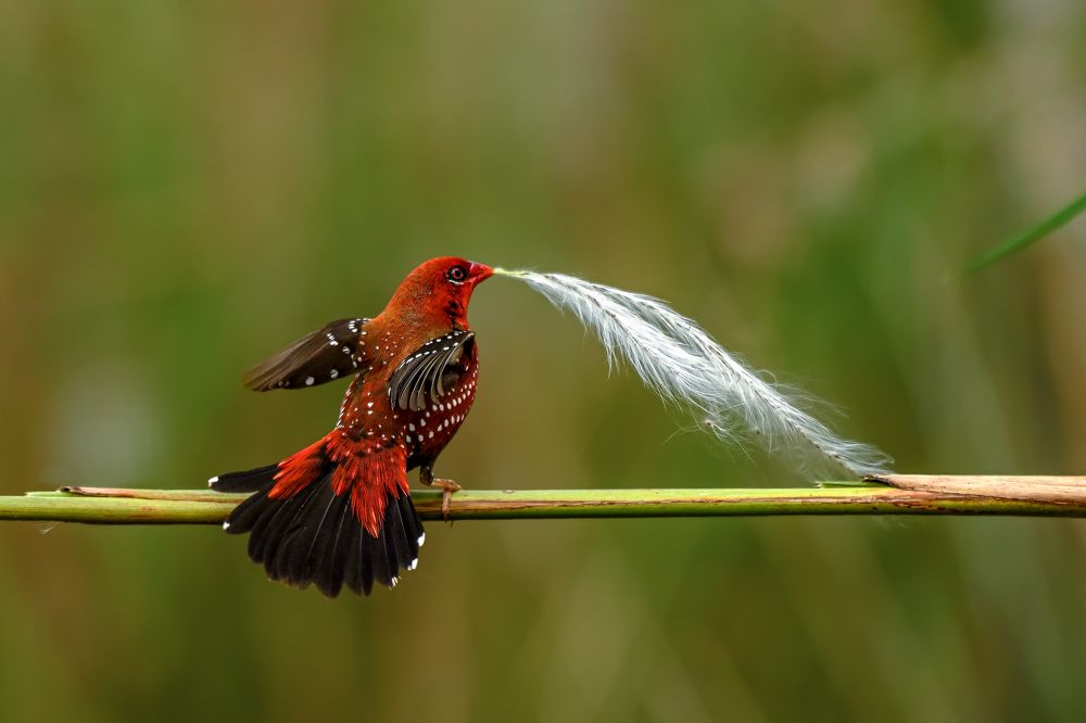 Red Avadavat with Feather