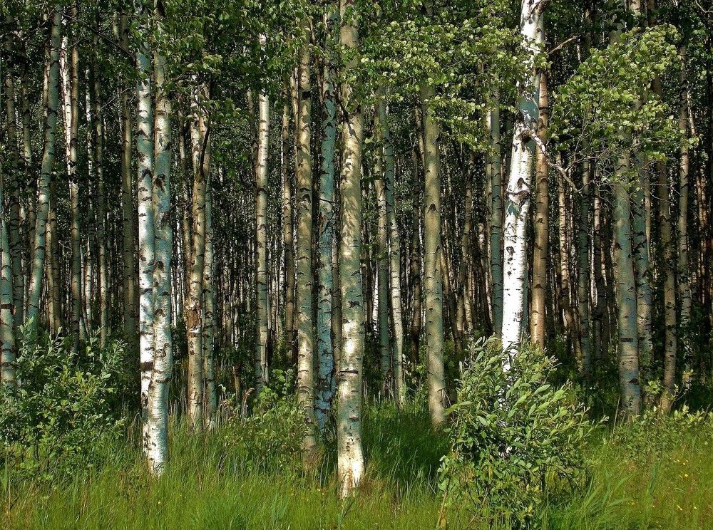 Фотография автора Вера,  Саша  Натан Фотогруппа ВЕСНА