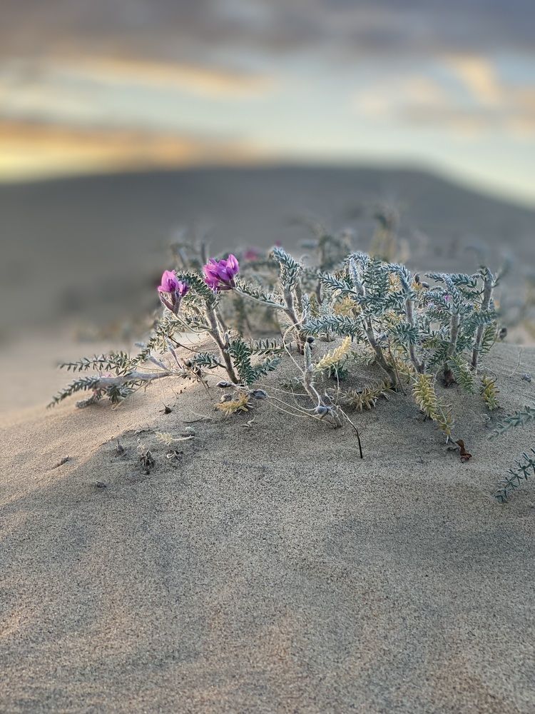 Photograph by Трофимова Наталия