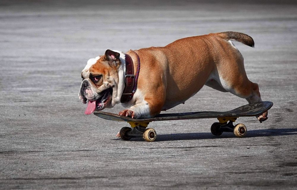 Попробуй догони!