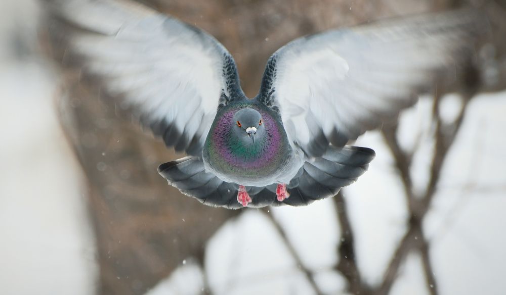 Photograph by Александр Перегудов