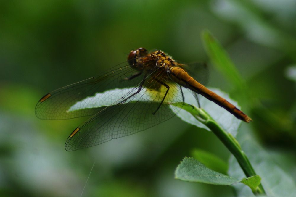 Photograph by Елена Наленч