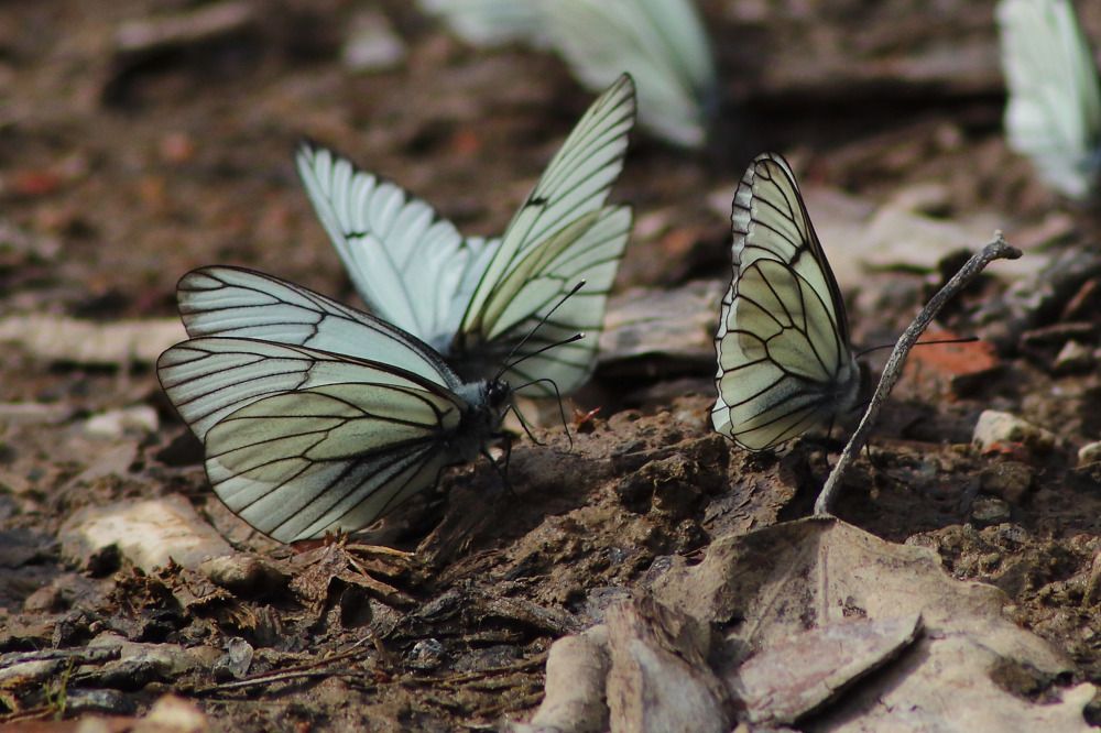 Photograph by Елена Наленч