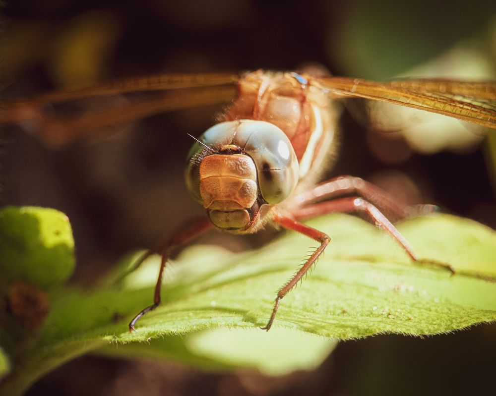 Фотография автора Ольга Кунакова