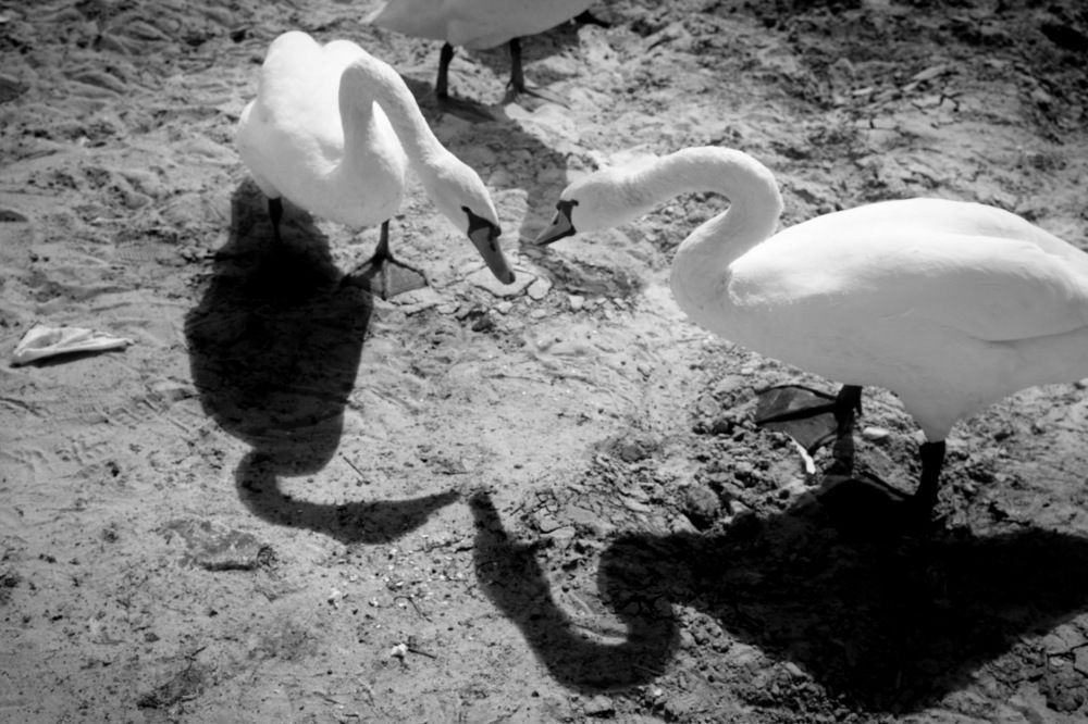 Photograph by Армен Арутюнов