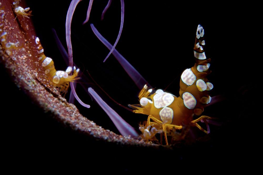 Sexy Shrimp (Thor amboinensis)