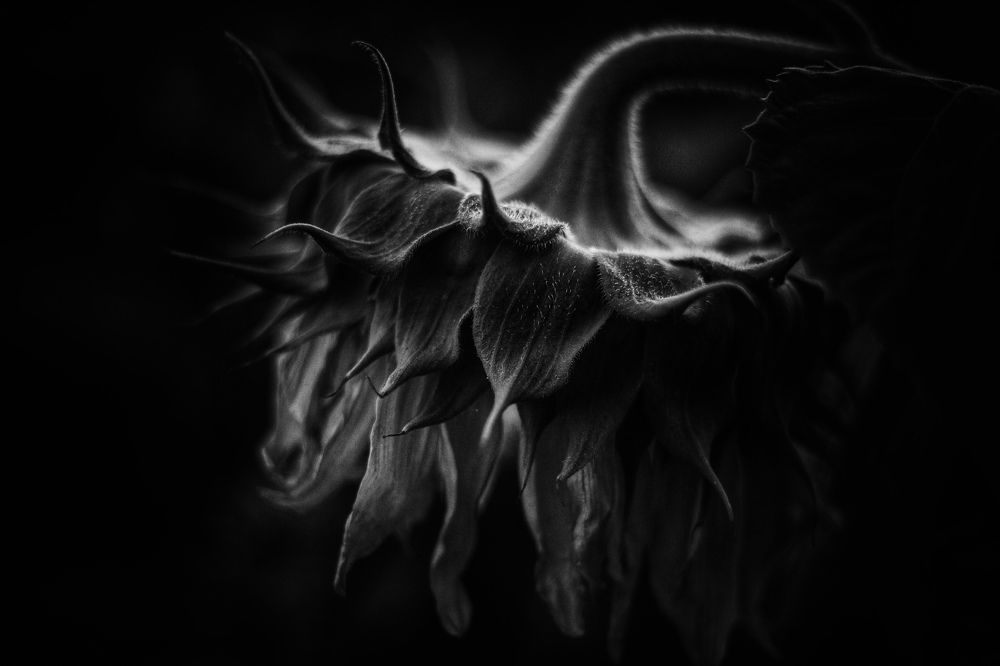 Photograph by Кристина Гус