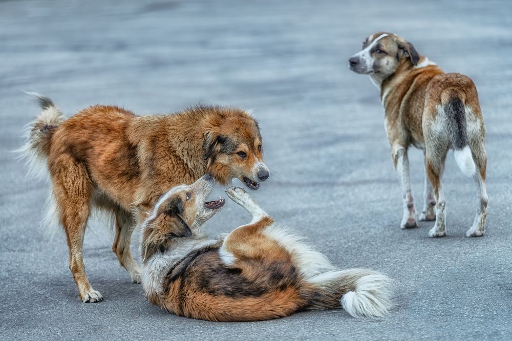 Photograph by Лазарев Сергей