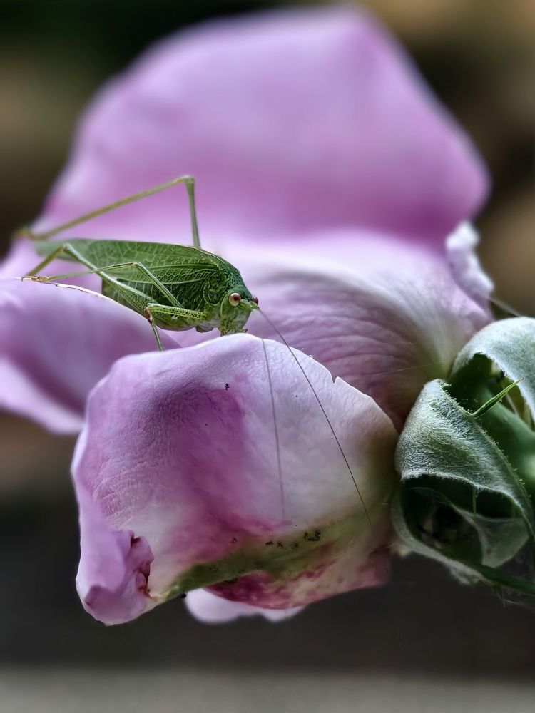 Photograph by Светлана Мишенина