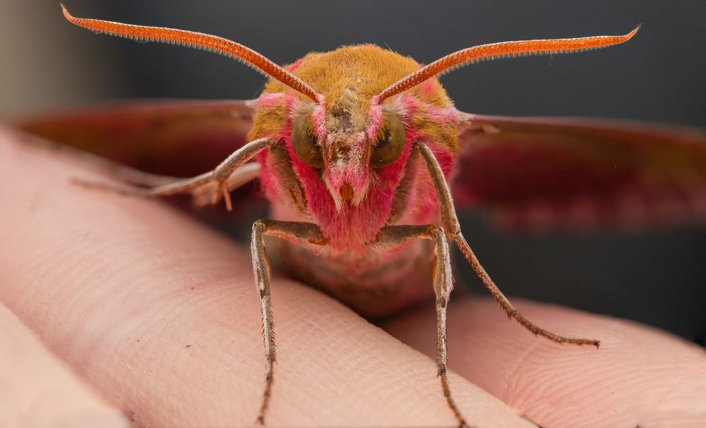 Фотография автора Alexander Pakhomov