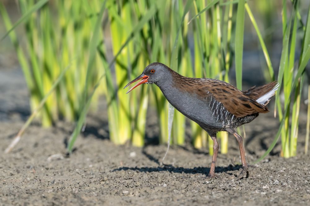 Photograph by Eren Aksoylu