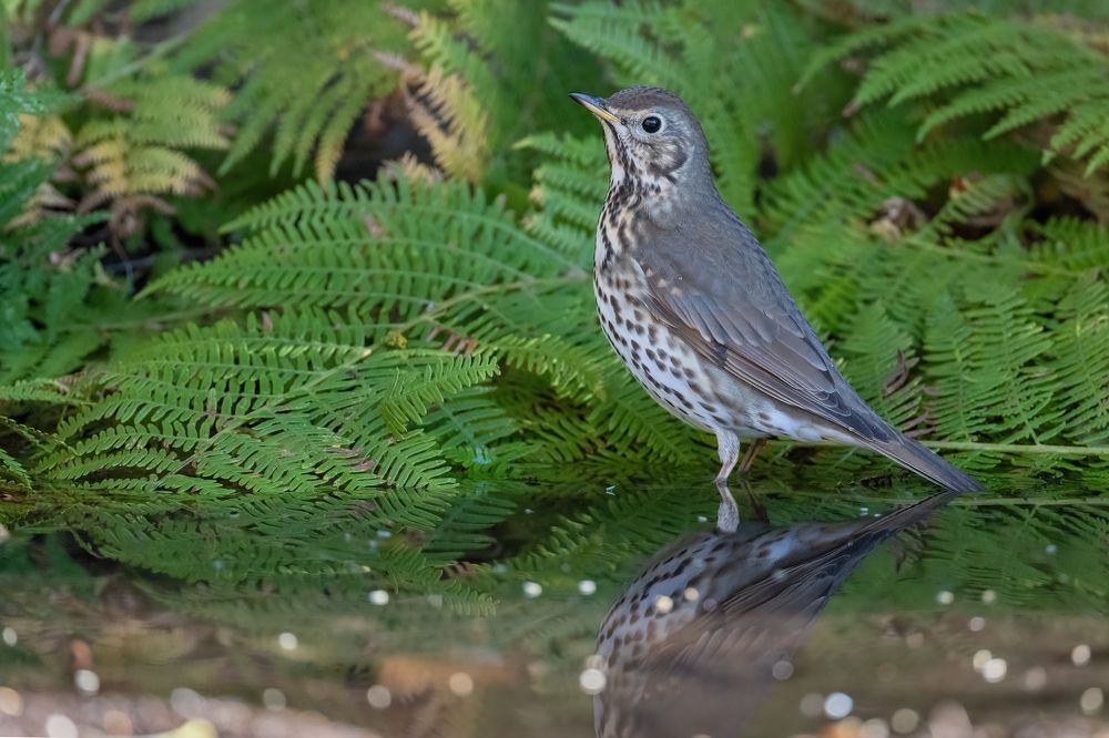 Photograph by Eren Aksoylu