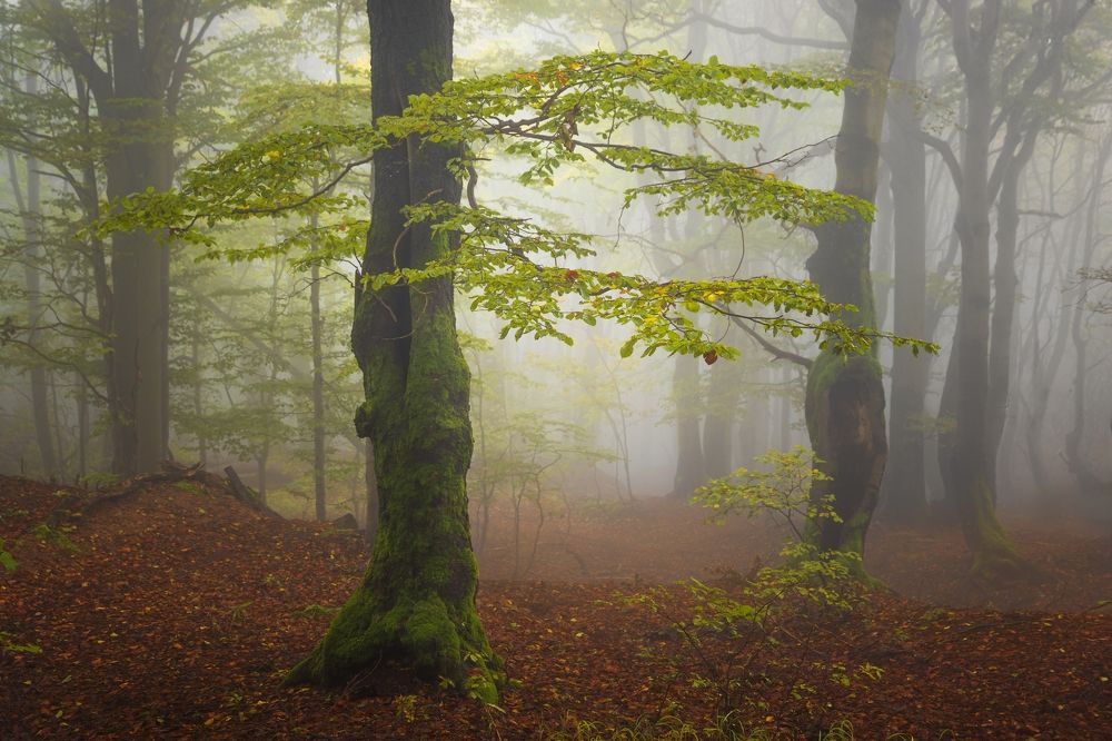 Photograph by Jiří Hakauf