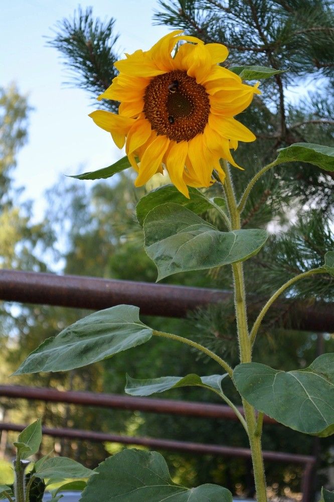Photograph by София Бояринцева