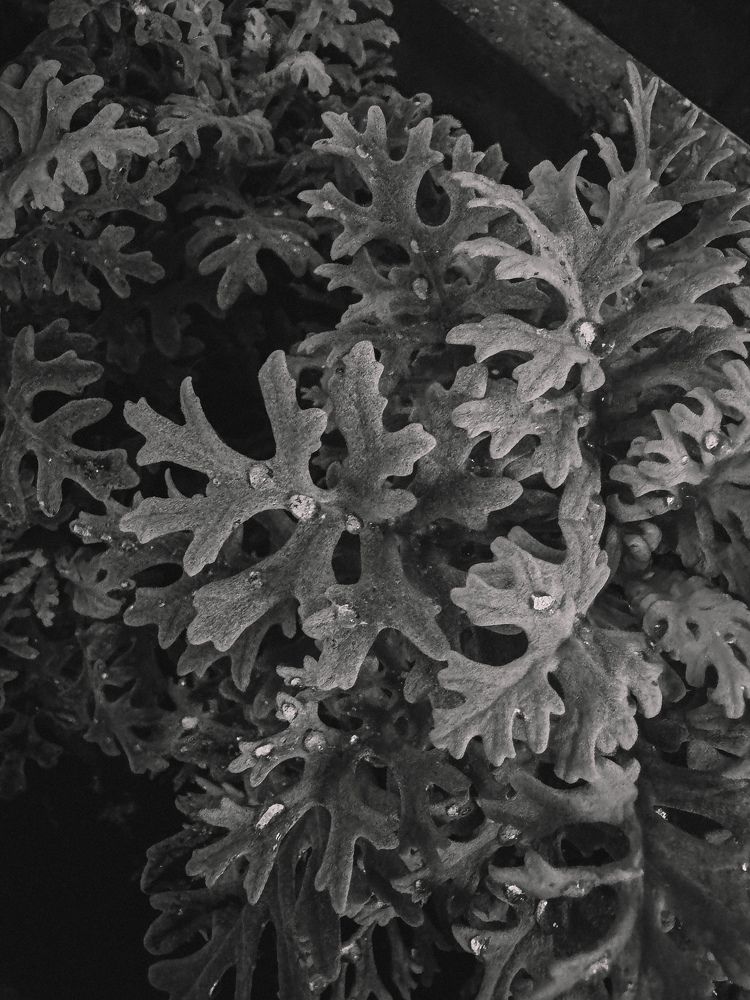 Photograph by Александра Кишикова